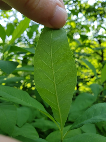 Oemleria cerasiformis (osoberry) (alternate view 3)