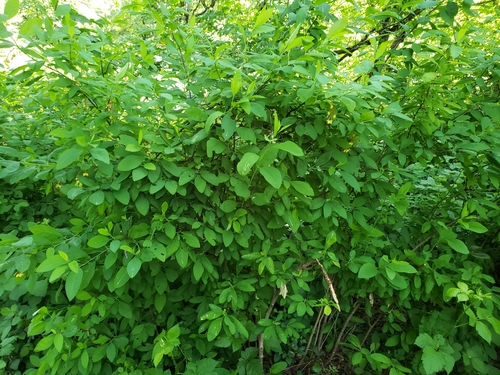 Oemleria cerasiformis (osoberry) (alternate view 4)