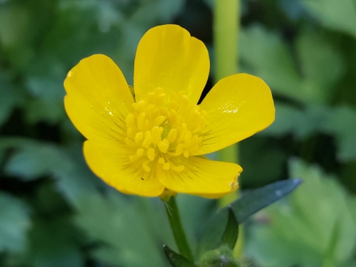Ranunculus repens (creeping buttercup)