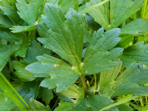 Ranunculus repens (creeping buttercup)