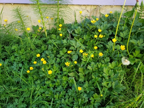 Ranunculus repens (creeping buttercup)