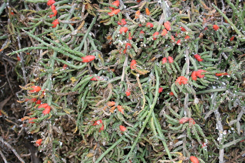 Cylindropuntia leptocaulis (Christmas cholla)