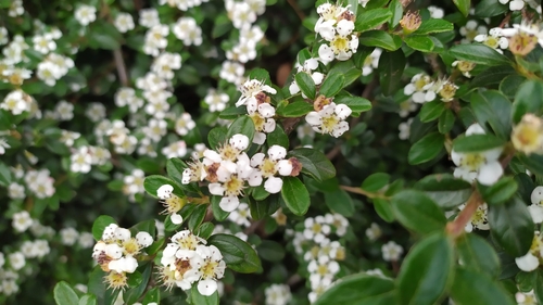 Cotoneaster × suecicus (Swedish Cotoneaster) (alternate view 8)
