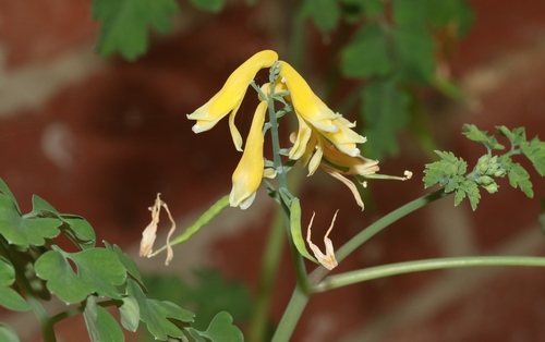 Pseudofumaria lutea (Yellow Fumitory)