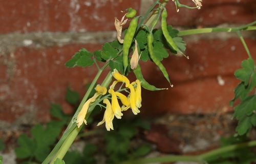 Pseudofumaria lutea (Yellow Fumitory)