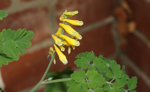 Pseudofumaria lutea (Yellow Fumitory)