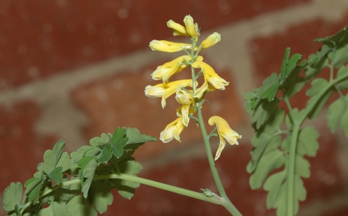 Pseudofumaria lutea (Yellow Fumitory)