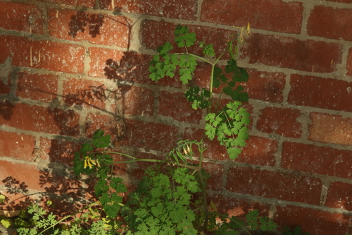 Pseudofumaria lutea (Yellow Fumitory)