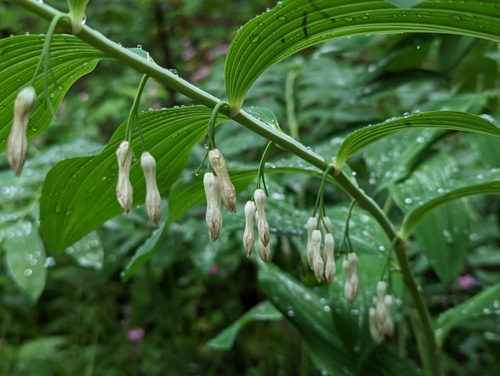 Polygonatum x hybridum