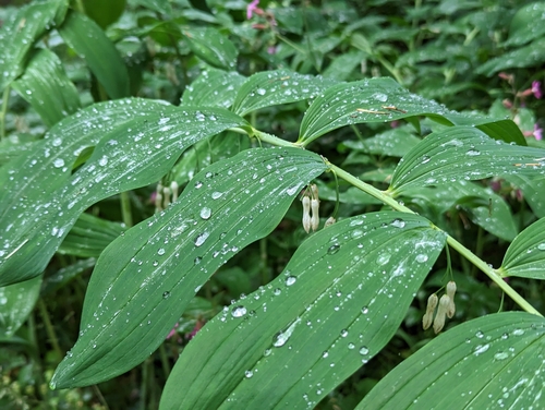 Polygonatum x hybridum (alternate view 2)