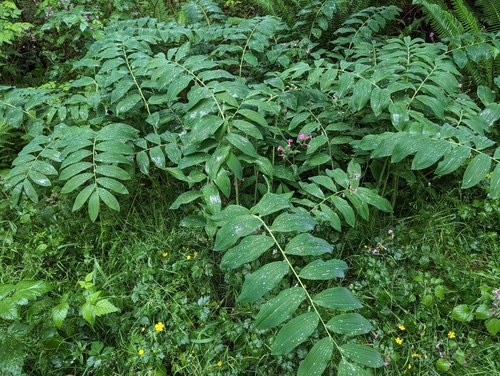Polygonatum x hybridum (alternate view 3)