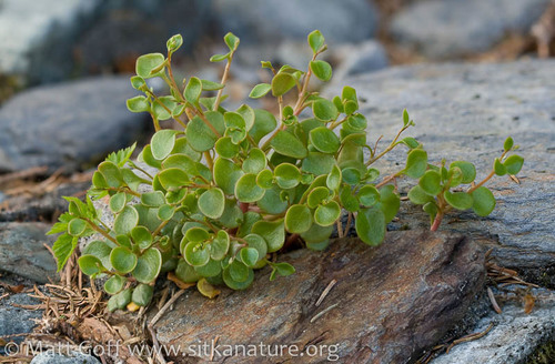 Montia parvifolia (Littleleaf Miner's-Lettuce) (alternate view 5)