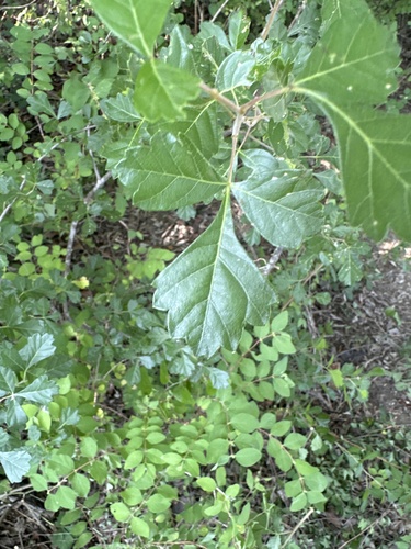 Rhus trilobata (Skunkbush Sumac) (alternate view 6)
