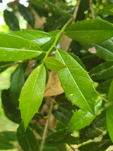 Ilex × attenuata (savannah holly) (alternate view 6)