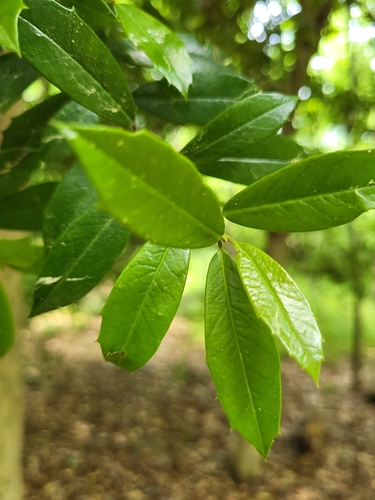 Ilex × attenuata (savannah holly) (alternate view 7)