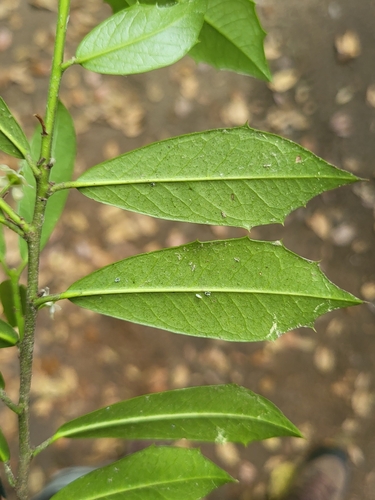 Ilex × attenuata (savannah holly) (alternate view 8)