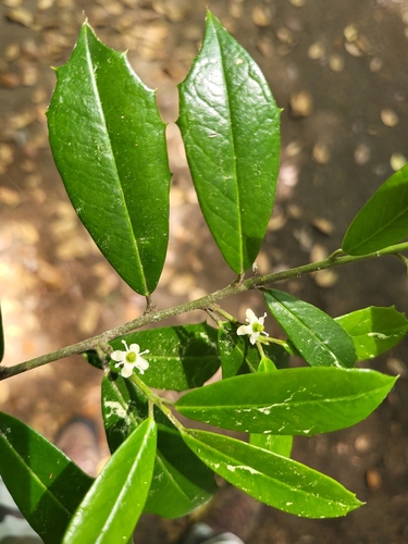 Ilex × attenuata (savannah holly) (alternate view 9)