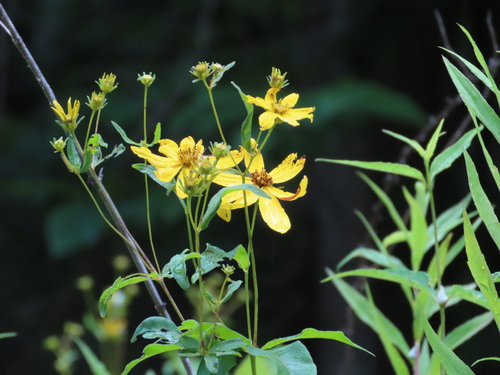 Coreopsis major (Greater Tickseed) (alternate view 2)