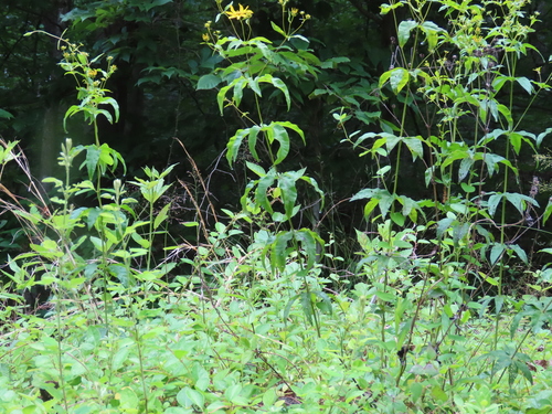 Coreopsis major (Greater Tickseed)