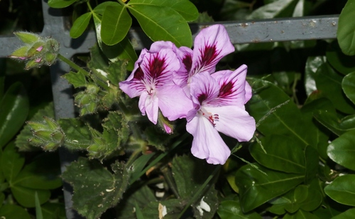 Pelargonium × domesticum (regal pelargonium) (alternate view 3)