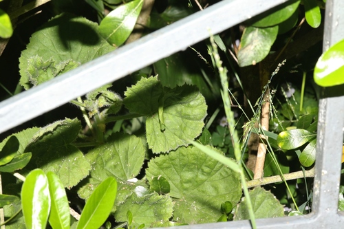 Pelargonium × domesticum (regal pelargonium) (alternate view 4)