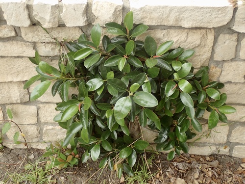 Ficus rubiginosa (Port Jackson fig)