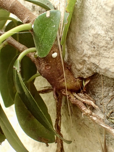 Ficus rubiginosa (Port Jackson fig) (alternate view 2)