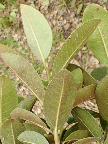 Ficus rubiginosa (Port Jackson fig) (alternate view 3)