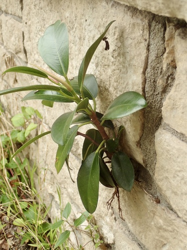 Ficus rubiginosa (Port Jackson fig) (alternate view 4)