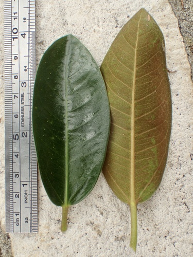 Ficus rubiginosa (Port Jackson fig) (alternate view 5)