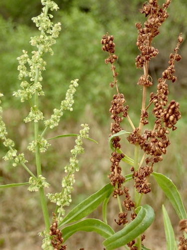Rumex salicifolius (willow dock)