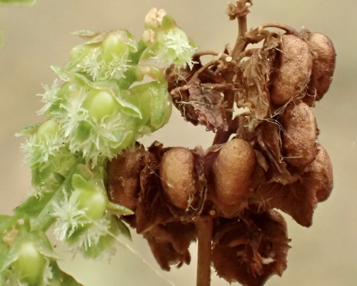 Rumex salicifolius (willow dock) (alternate view 2)