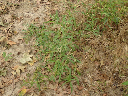 Rumex salicifolius (willow dock) (alternate view 4)