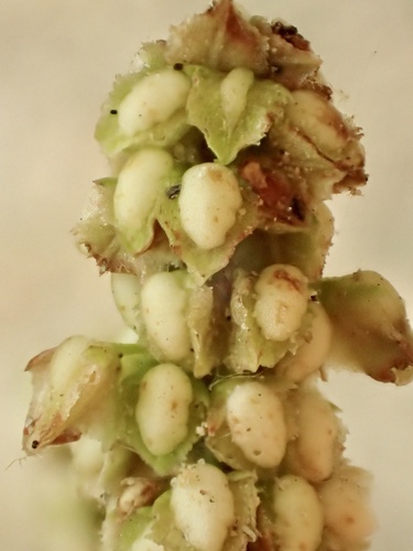 Rumex salicifolius (willow dock) (alternate view 5)