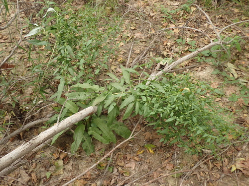 Rumex conglomeratus (Clustered Dock)