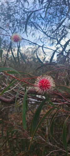 Hakea laurina (Pincushion hakea) (alternate view 3)