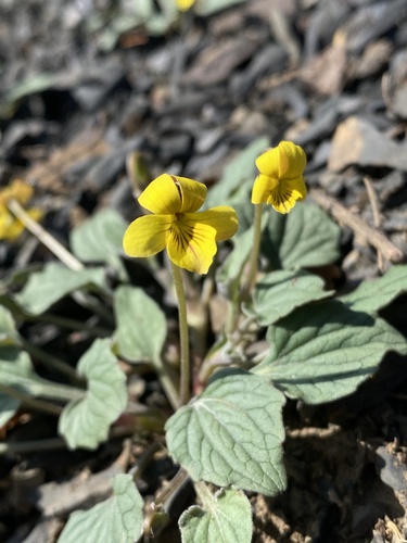 Viola purpurea (Goosefoot violet) (alternate view 2)