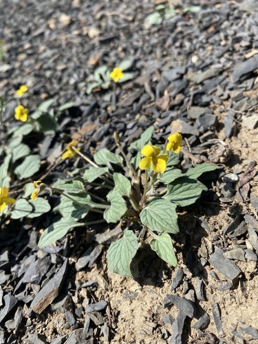 Viola purpurea (Goosefoot violet) (alternate view 3)