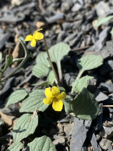 Viola purpurea (Goosefoot violet) (alternate view 4)