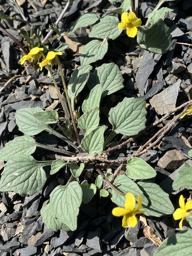 Viola purpurea (Goosefoot violet) (alternate view 5)