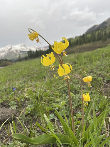 Erythronium grandiflorum (Glacier Lily)