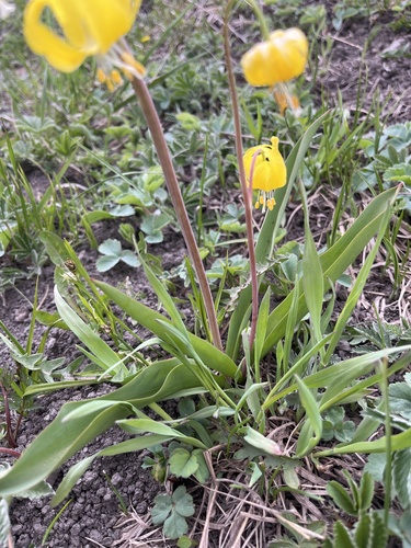 Erythronium grandiflorum (Glacier Lily) (alternate view 2)