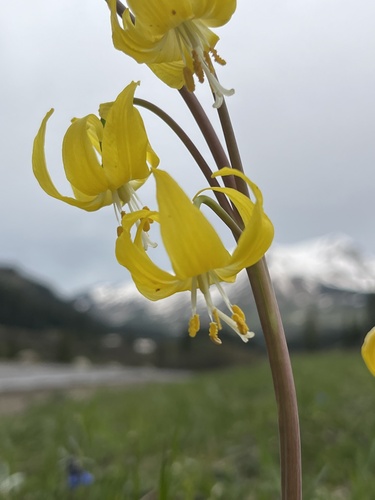 Erythronium grandiflorum (Glacier Lily) (alternate view 3)