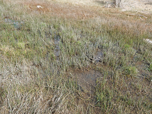 Juncus balticus (Baltic Rush) (alternate view 5)