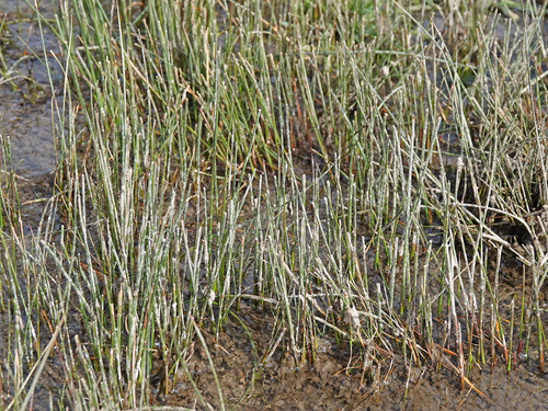 Juncus balticus (Baltic Rush) (alternate view 6)