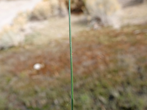 Juncus balticus (Baltic Rush) (alternate view 7)