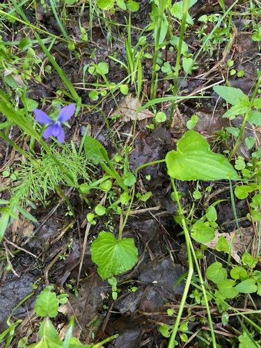 Viola cucullata (marsh blue violet) (alternate view 3)