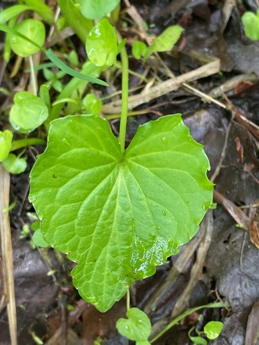 Viola cucullata (marsh blue violet) (alternate view 4)