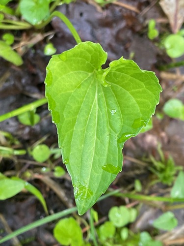 Viola cucullata (marsh blue violet) (alternate view 2)