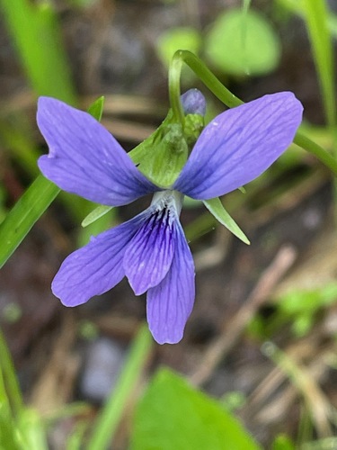 Viola cucullata (marsh blue violet)